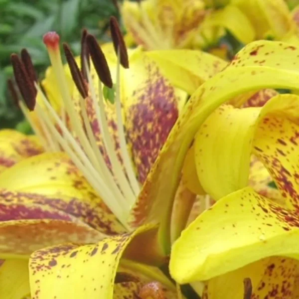 Close-up yellow speckled lily with stamens
