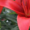Close-up of red lily blossom