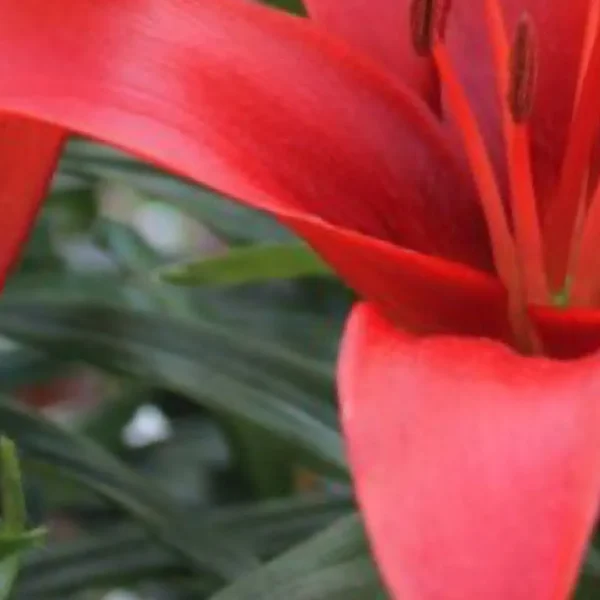 Close-up of red lily blossom