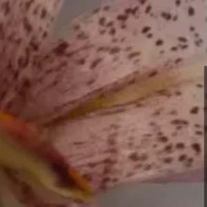 A close up of the flower with brown spots.