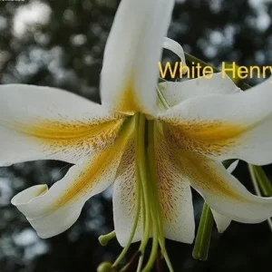 White Henryi lily flower bloom.