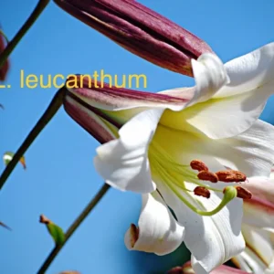 White L. leucanthum lily flower blooms.