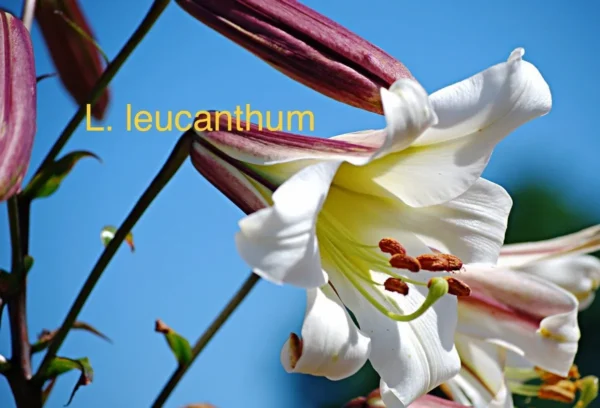 White L. leucanthum lily flower blooms.