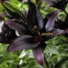 Dark Landini lily flower bloom.