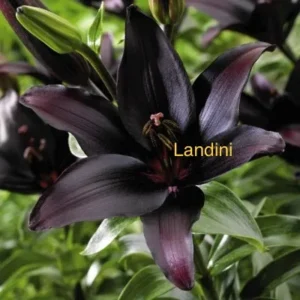 Dark Landini lily flower bloom.