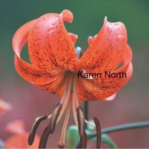 Orange lily flower, speckled petals.