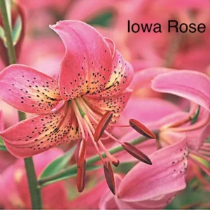Pink Iowa Rose lily flower bloom.