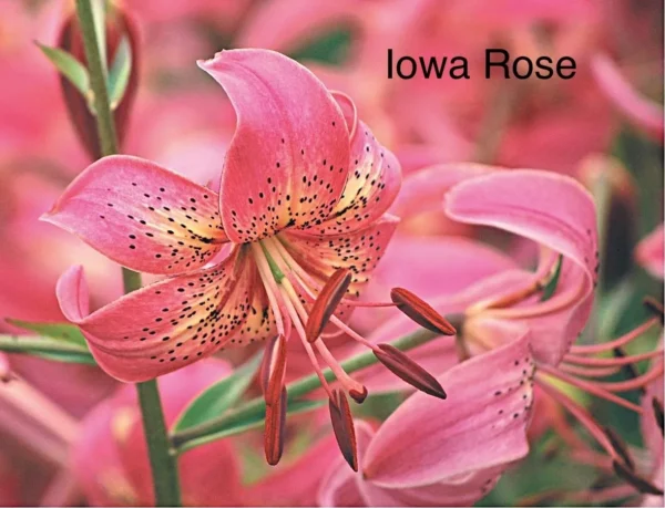 Pink Iowa Rose lily flower bloom.