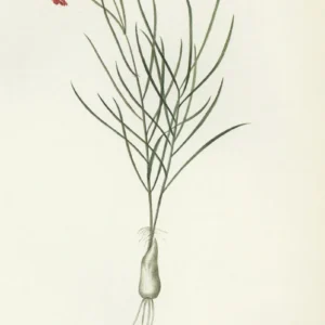 Botanical illustration of a red lily flower.