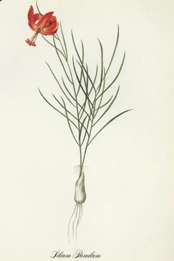 Botanical illustration of a red lily flower.