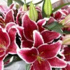 Pink lilies with green buds in vase.
