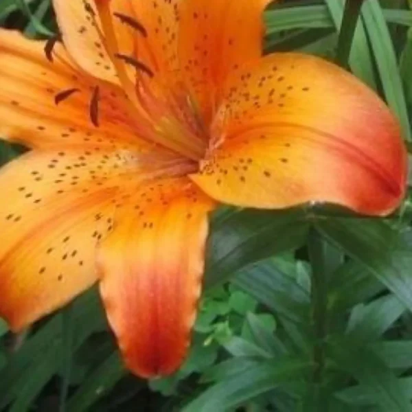 Vibrant orange lily with speckled petals