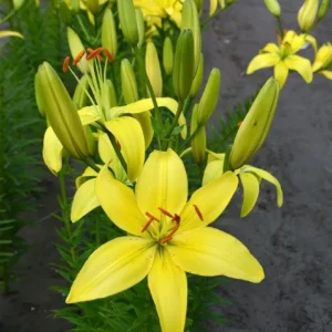 Yellow lily blooms with buds in row