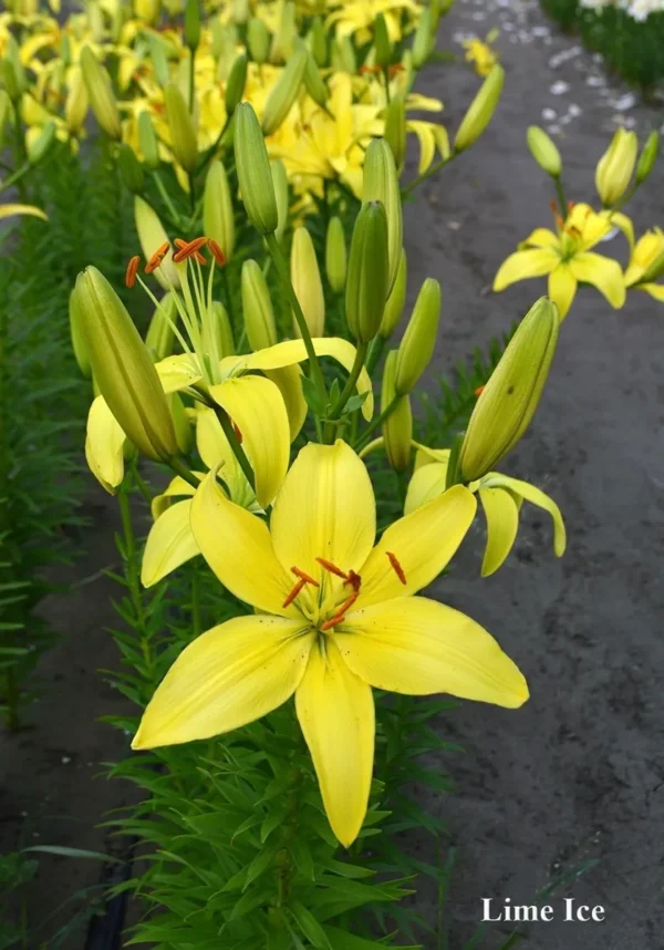 Yellow lily blooms with buds in row