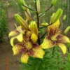 Yellow lilies with brown speckles in garden.
