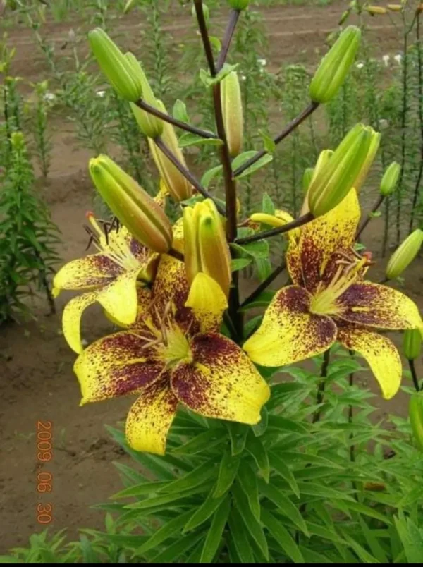Yellow lilies with brown speckles in garden.