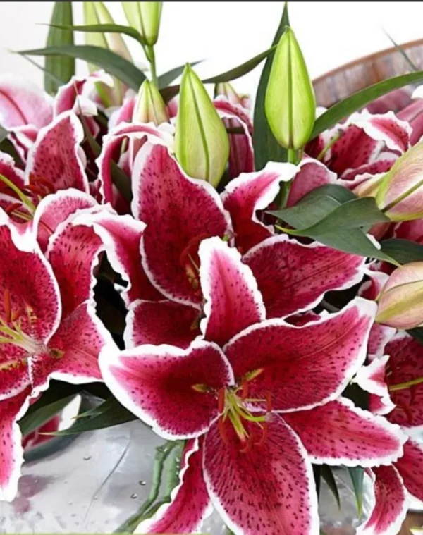 Pink lilies with green buds in vase.