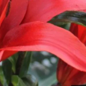 Close-up of vibrant red flower petals