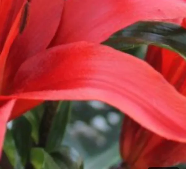 Close-up of vibrant red flower petals