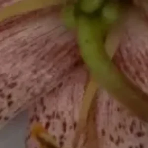 Green stem against speckled pink lily petal