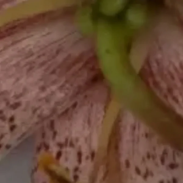 Green stem against speckled pink lily petal