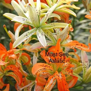 Speckled orange and cream Asiatic lilies
