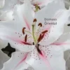 Close-up white Oriental lily with pink streaks
