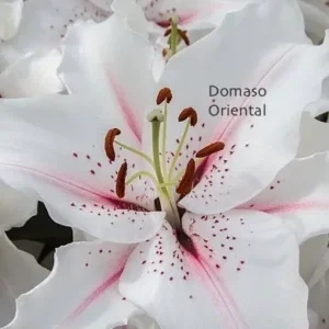 Close-up white Oriental lily with pink streaks