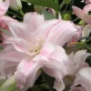 Double pale pink lily close-up