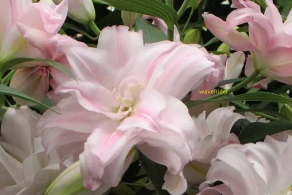 Double pale pink lily close-up