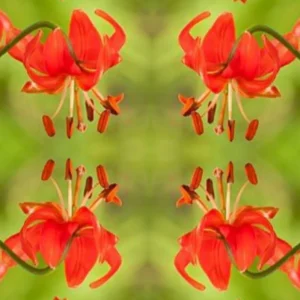 Red lilies mirrored on green background.
