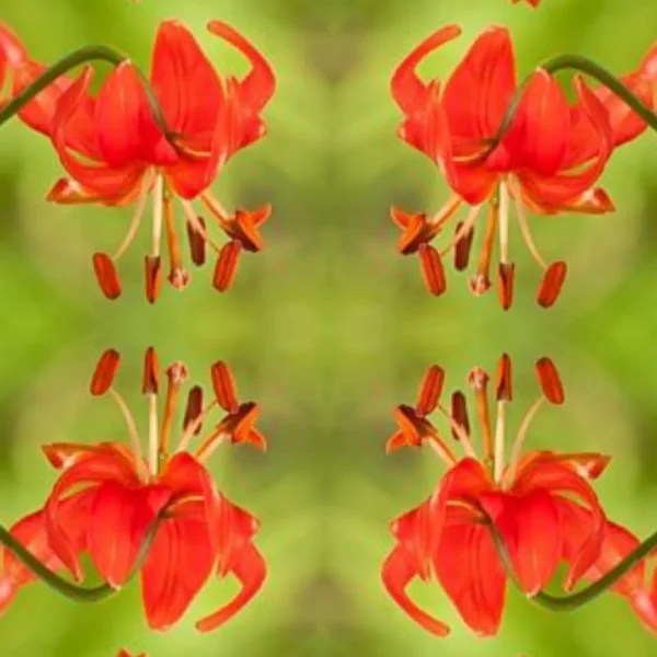 Red lilies mirrored on green background.