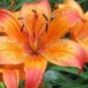 Orange spotted lily blossom with green foliage