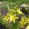 Yellow lilies blooming in a garden bed