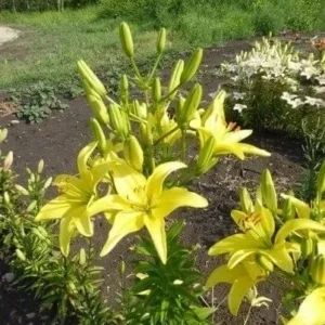 Yellow lilies blooming in a garden bed