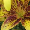 Yellow lily with red speckled petals.