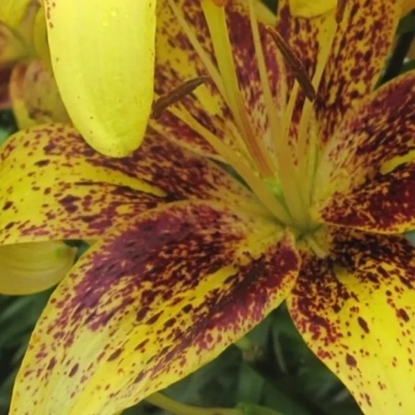 Yellow lily with red speckled petals.