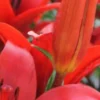 Close-up of vibrant red lily petals