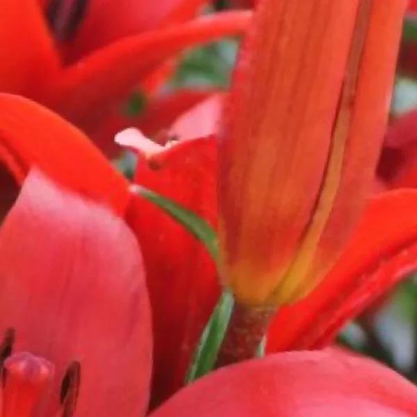 Close-up of vibrant red lily petals