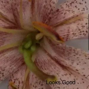 Macro view of spotted pale pink lily center