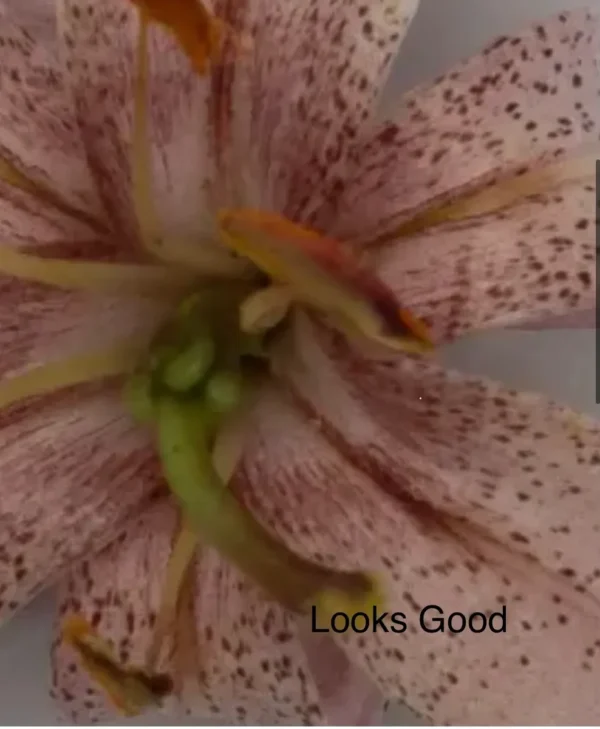 Macro view of spotted pale pink lily center