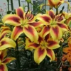 Yellow lilies with red-orange centers