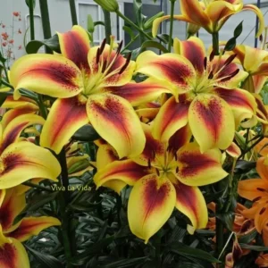 Yellow lilies with red-orange centers