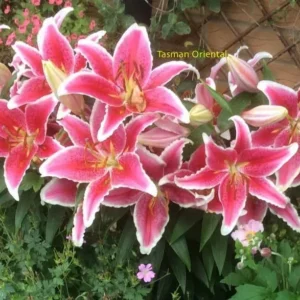 Pink Oriental lilies with white-edged petals