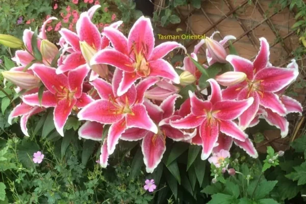 Pink Oriental lilies with white-edged petals