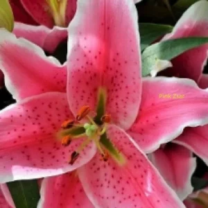 Pink stargazer lily close-up