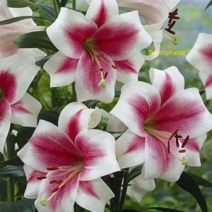 Cluster of white lilies with fuchsia throats