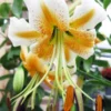 Close-up white and yellow lily with stamens