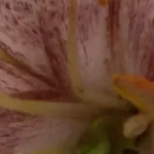 Macro view of speckled pink flower center