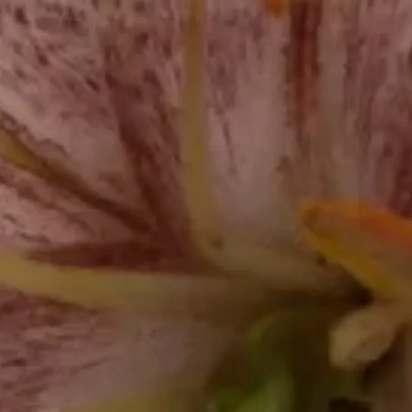 Macro view of speckled pink flower center